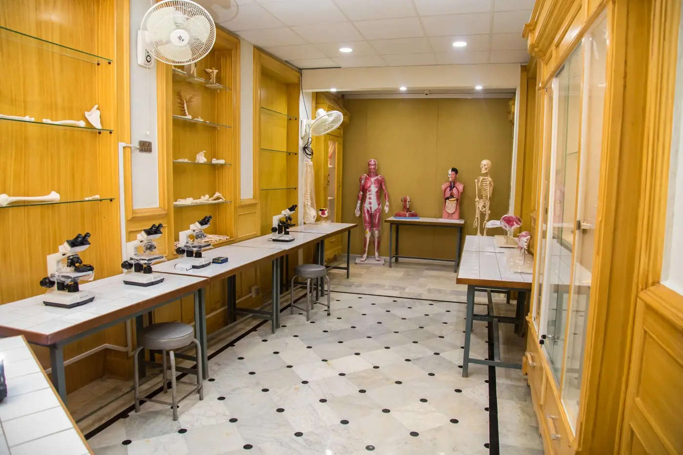 Anatomy & Physiology Labs